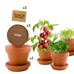 TRÍO DE PLANTAS BIO GOLOSINAS 2
