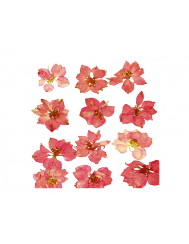 FLOR SECA LARKSPUR -ROSA-