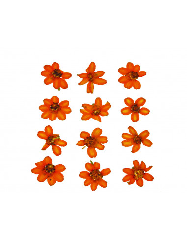 FLOR SECA ZINIA LINEARIS -NARANJA-